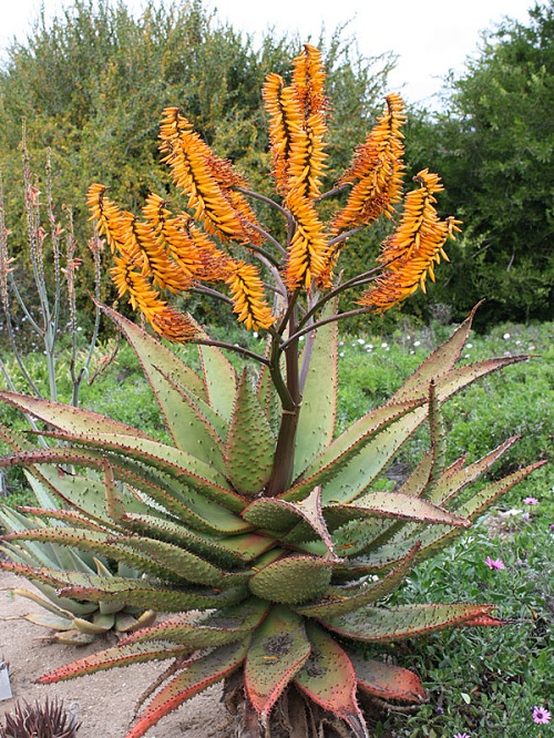 Unique Succulents Orange Flowers  2