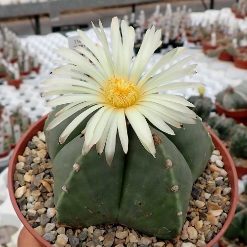 Best Flowering Cactus