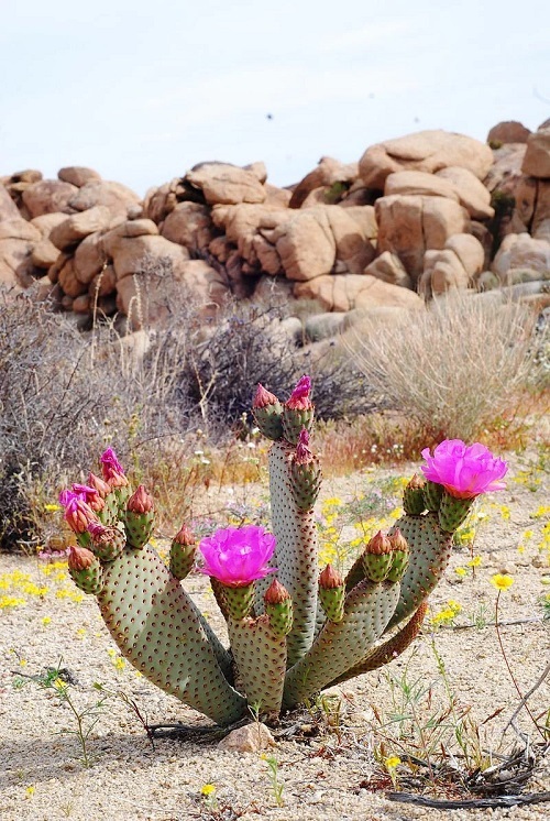 Beavertail Cactus