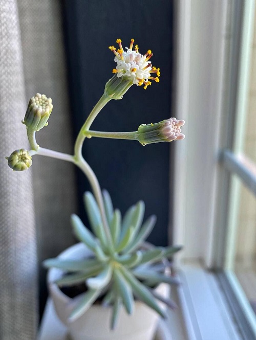 White Flowers