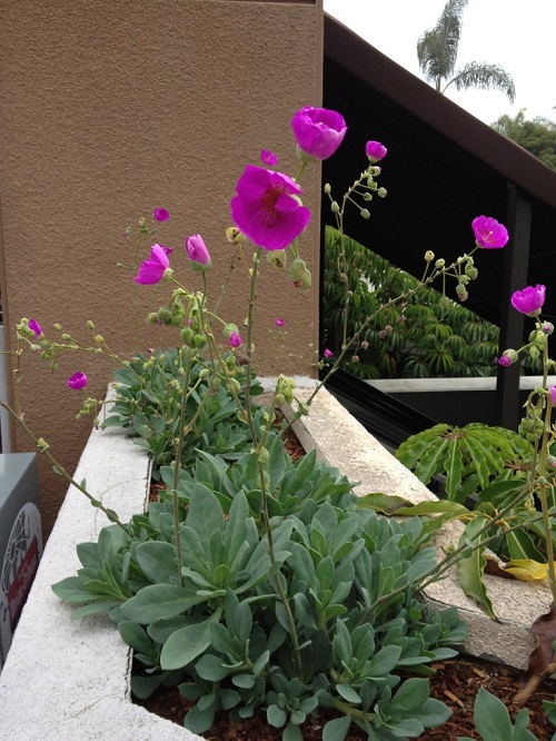 Succulents With Purple Flowers