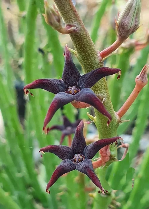 Caralluma stalagmifera With Purple Flowers