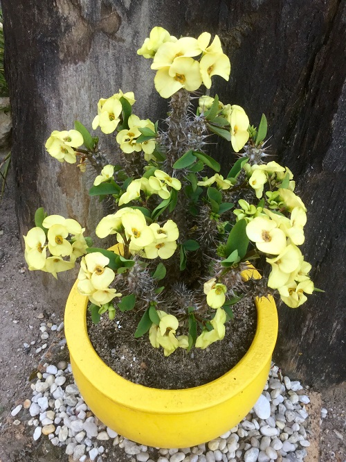 Succulents With Yellow Flowers