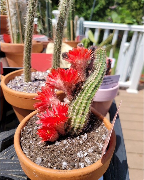 Cleistocactus samaipatanus Plant with Red Flowers