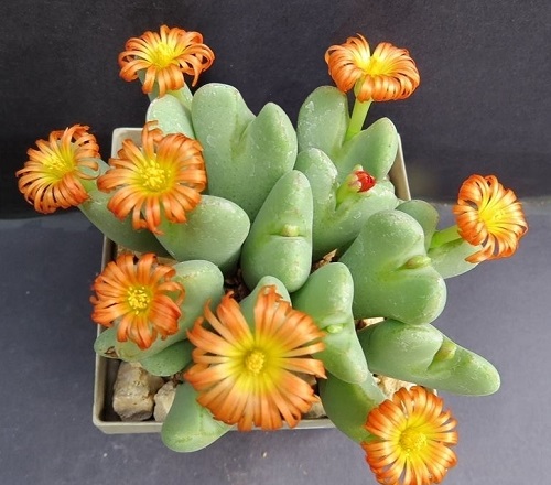 Unique Succulents Orange Flowers 