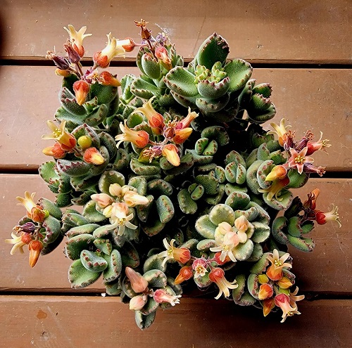 Beautiful Succulents With Orange Flowers in Garden 4