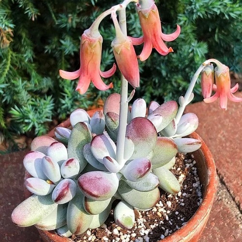 Unique Succulents Orange Flowers 