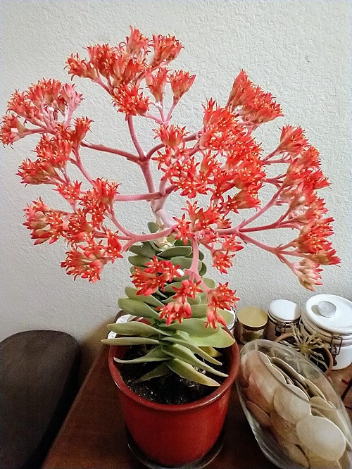 Crassula falcata Succulent Plant with Red Flowers