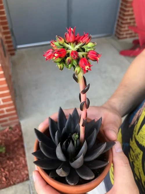 Echeveria Black Prince with Red Flowers