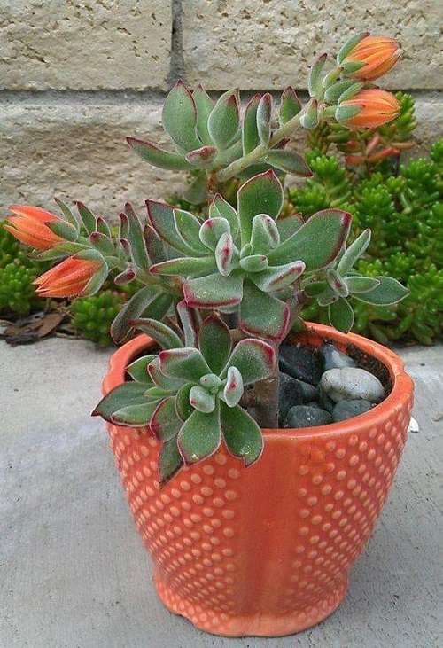 Beautiful Succulents With Orange Flowers in Garden 5
