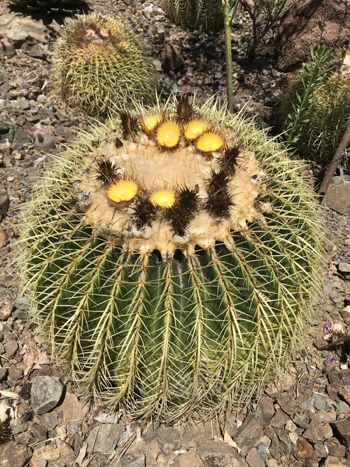 amazing Succulents With Yellow Flowers