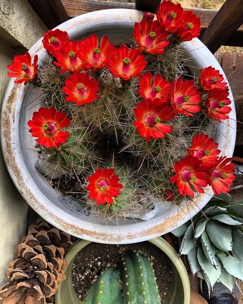 Plant with Red Flowers