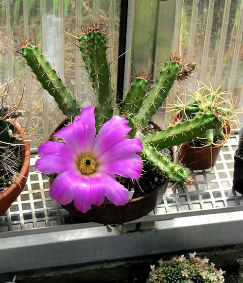 Succulents With Purple Flowers - Echinocereus engelmannii