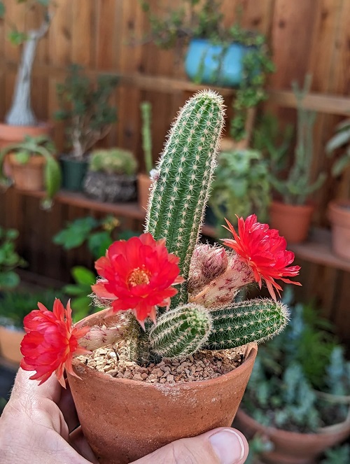 Echinopsis chamaecereus Plant with Red Flowers