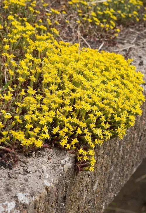 best Yellow-Flowed Succulents