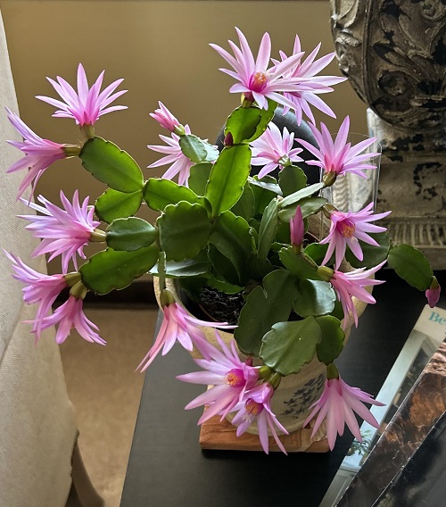 Cactus Plants