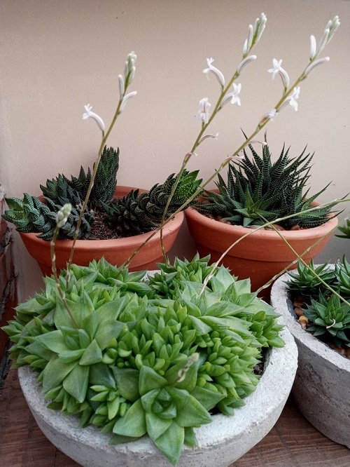 White Flowers