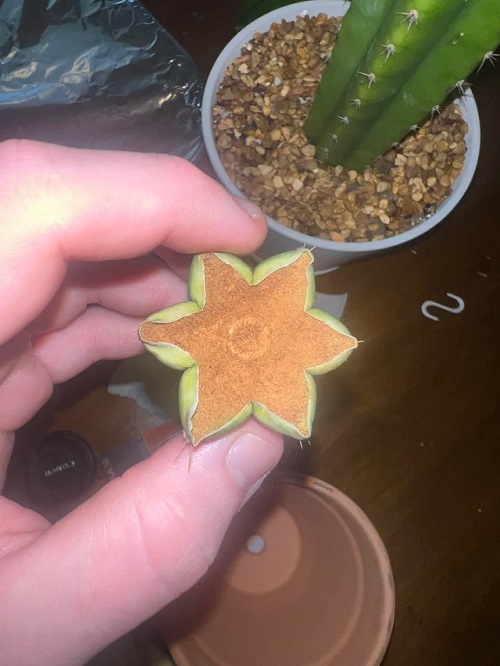 Cactus Helps in healing wounds