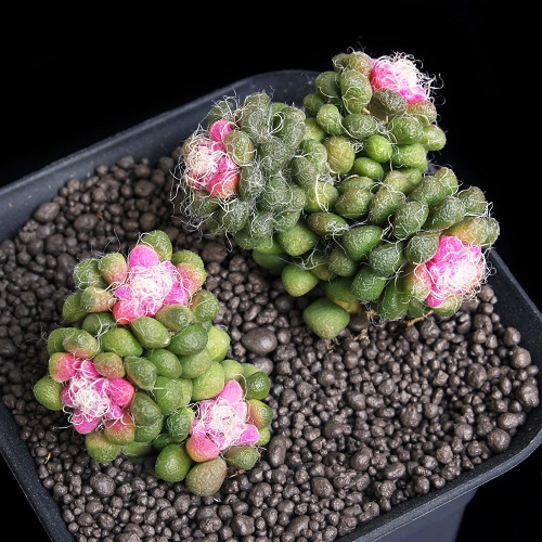 Purple Flowers Hylotelephium anacampseros