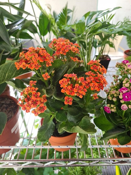 Succulents With Orange Flowers 4
