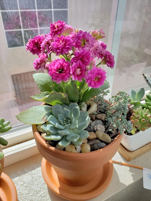 Succulents With Purple Flowers