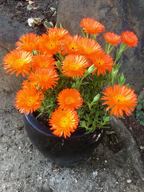 Unique Succulents Orange Flowers 