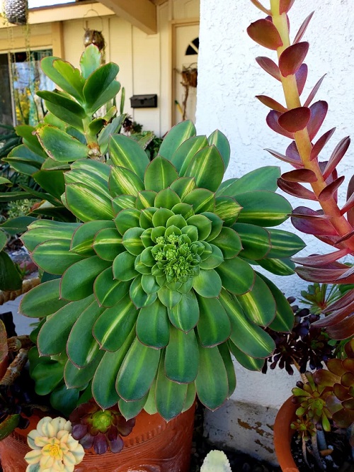 Large Succulents