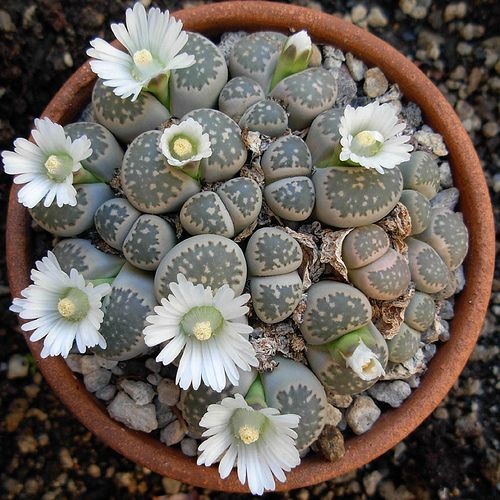 Beautiful Succulent Plant
