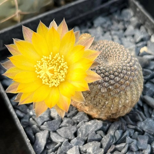 Flowering Cactus Plants
