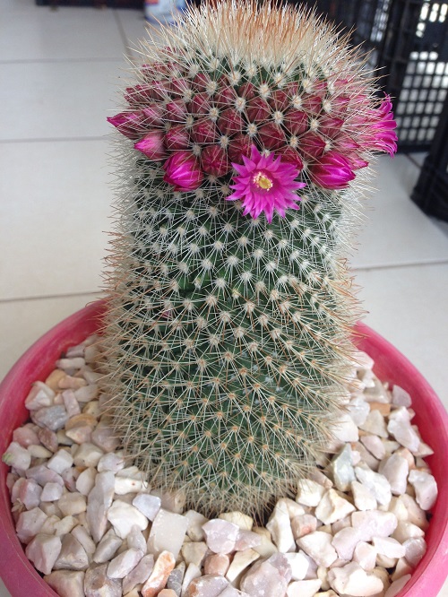 Mammillaria hahniana With Purple Flowers