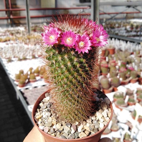 Best Flowering Cactus Plants