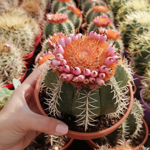 Flowering Cactus
