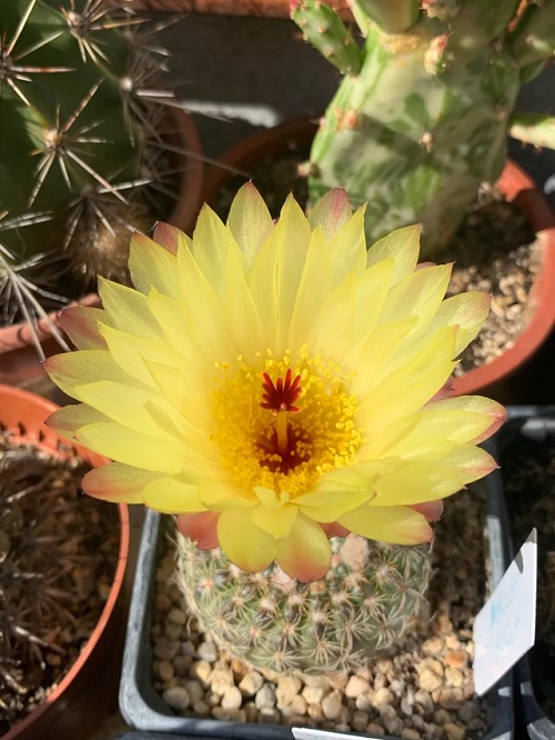 Flowering Cactus