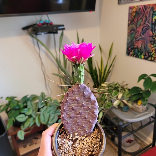 Opuntia basilaris Succulents With Purple Flowers