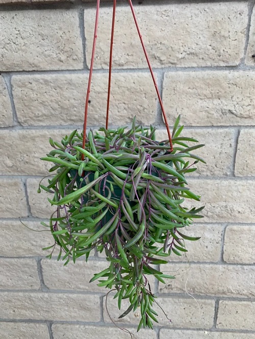 Best Hanging Succulents 