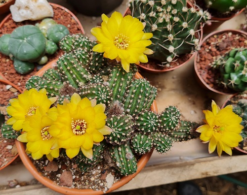 Succulents With Yellow Flowers