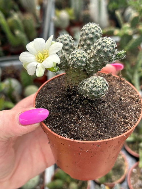 Beautiful Succulent Plant