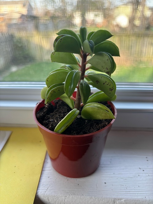 Peperomia Nivalis in pot