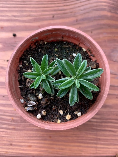 Peperomia Nivalis 