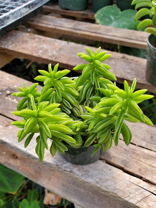 Peperomia Nivalis Care and Growing Guide