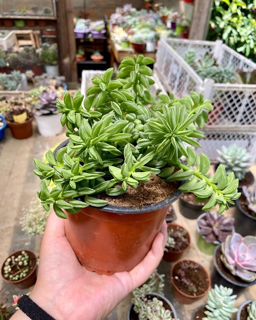 Peperomia Nivalis Care