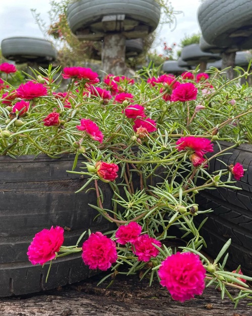 Purple Flowers  Succulents 