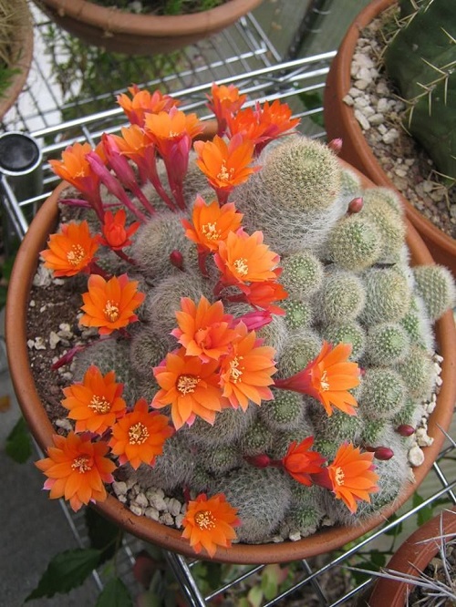 Succulents With Orange Flowers 1