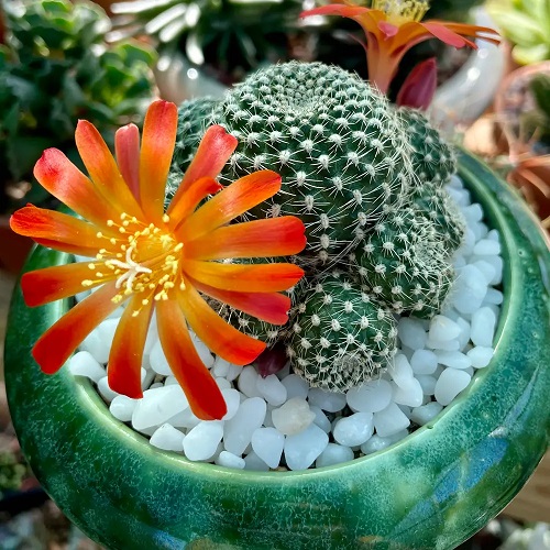 Beautiful Succulents With Orange Flowers in Garden 2