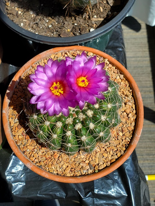 Rhodocactus grandifolius Succulent