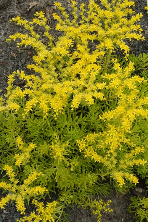 best Succulents Having Yellow Blooming