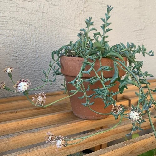 Beautiful Succulent Plant
