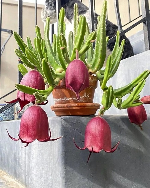Stapelia leendertziae Succulents 