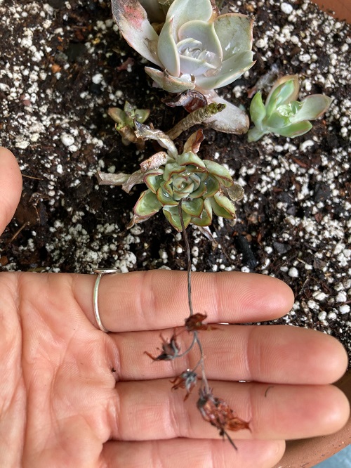 Do Succulents Die After Flowering