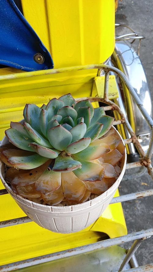 Succulent Has a Death Bloom